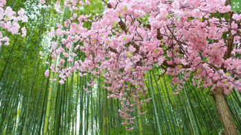 Cherry blossom and bamboo in south Korea