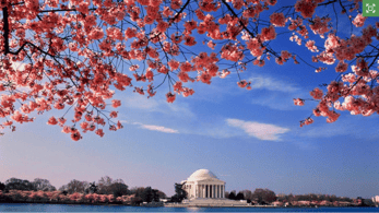 Cherry blossoms along DC’s National Mall