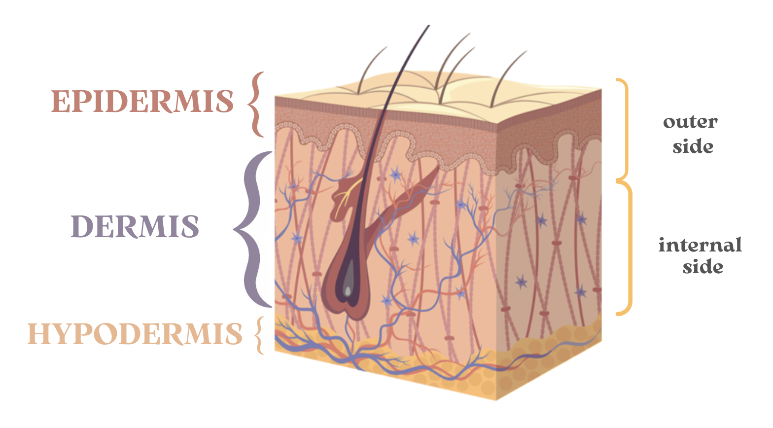 skin layers