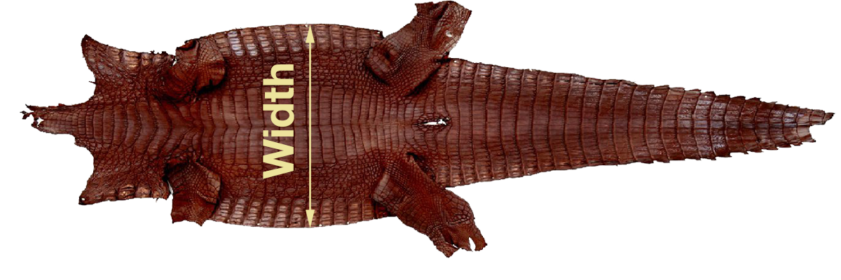 3 Differences Between Caiman Leather and Alligator Leather