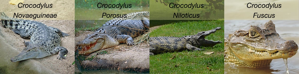 crocodile skin cost